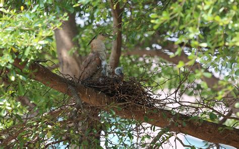 有鳥來家裡築巢|【家裡有鳥築巢】鳥巢報喜！1個跡象代表家宅運勢大。